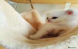 British Shorthair cats for sale: British shorthair kittens  - Image 1