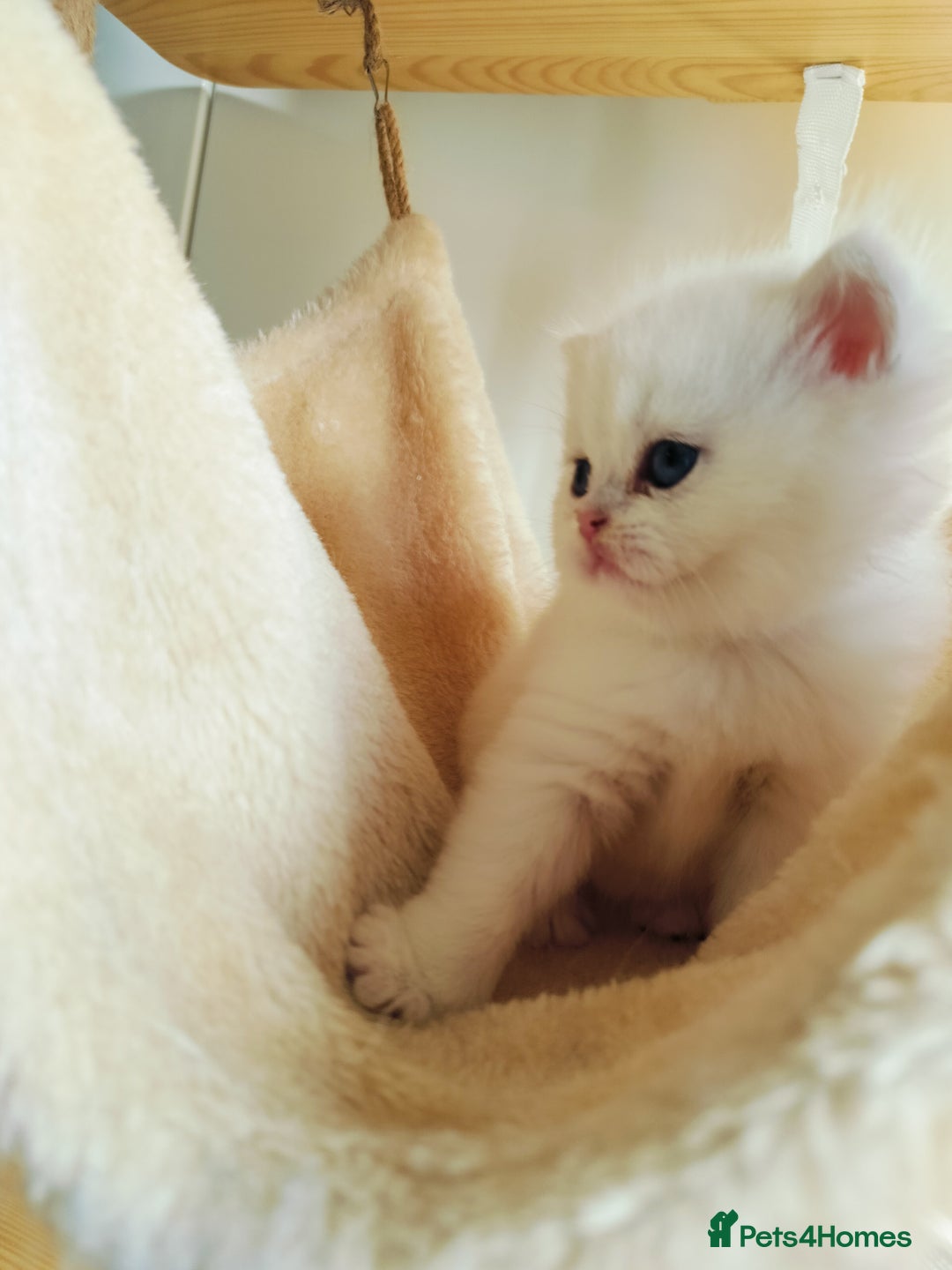 British Shorthair cats for sale: British shorthair kittens  - Image 1