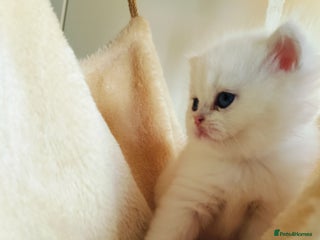 British Shorthair cats - Advert 26
