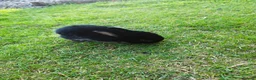 Mini Lion Lop rabbits for sale: Mini Lion Lop - Advert 5