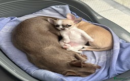 Chihuahua dogs for sale: Adorable Chihuahua puppies - Image 4