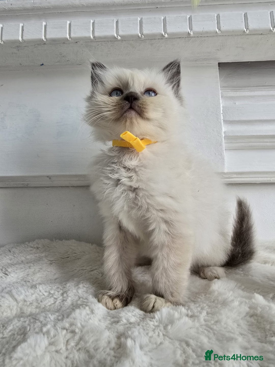Ragdoll cats for sale: Irresistable Blue Mitted Ragdoll Kittens🙀😻🙀 - Image 10