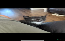 Mixed Breed cats for sale: 2 beautiful tiny kittens  - Image 3
