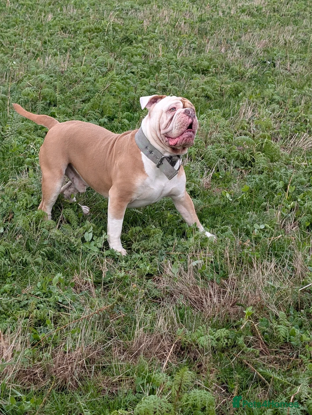 Olde English Bulldogge dogs for stud: My stunning boy aka stitch !! - Advert 2