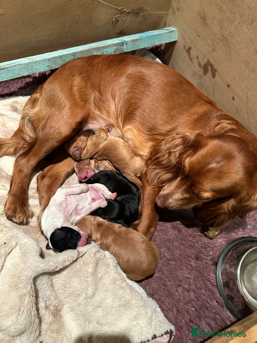 Cocker Spaniel dogs for sale: Working cocker spaniel puppies for sale - Advert 19