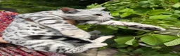 Bengal cats for sale: PURE rare Silver Bengal Male Kitten - 10 months - Advert 3