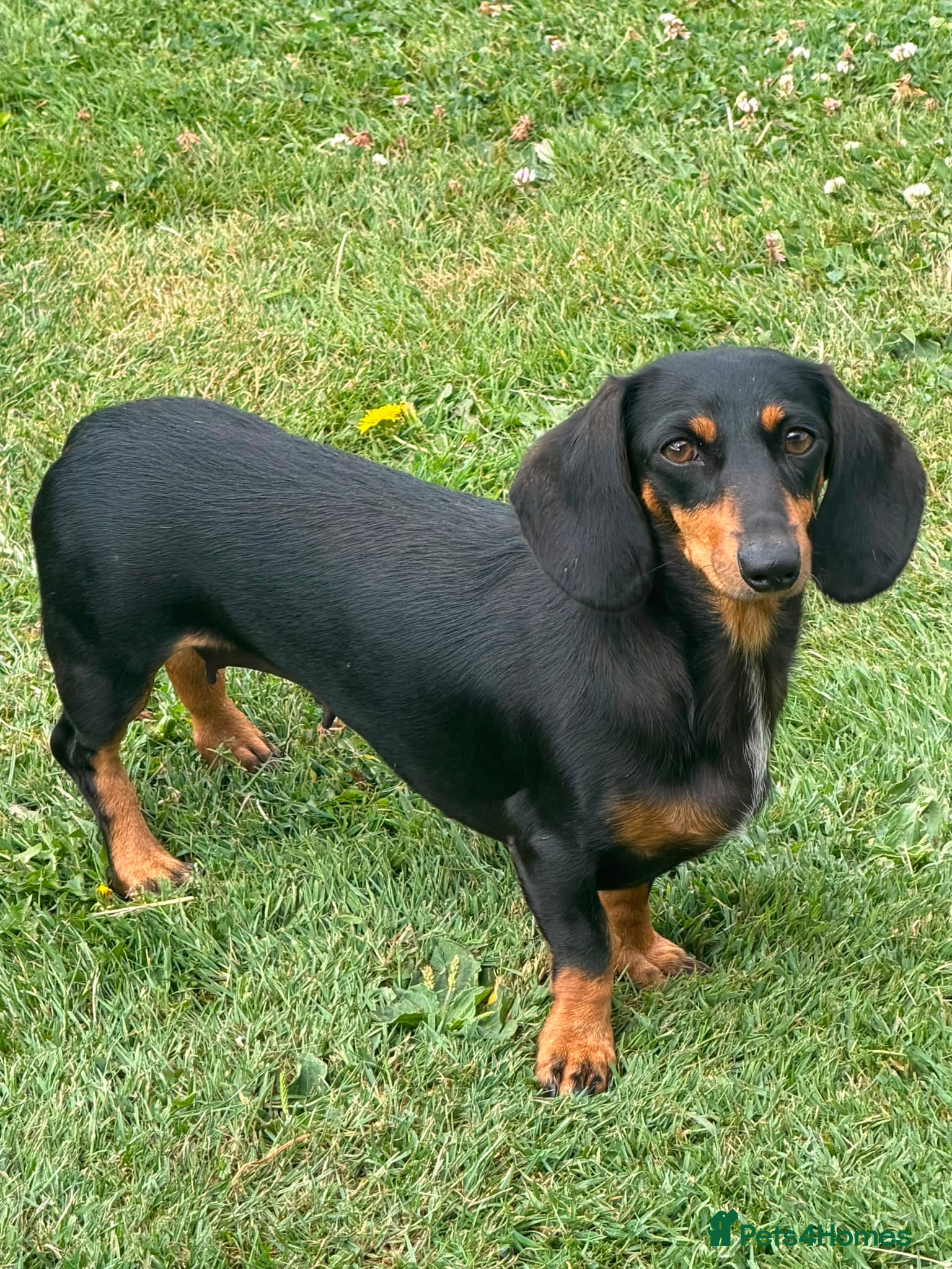 Miniature Dachshund dogs 3 year old miniature Dutchhound - Advert 5