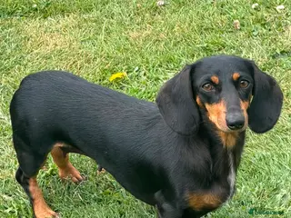 Miniature Dachshund dogs 3 year old miniature Dutchhound - Advert 2