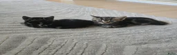 Brazilian Shorthair cats for sale: Lovely kittens  - Advert 3