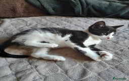 British Longhair cats for sale: Beautiful kitten for sale - Image 1