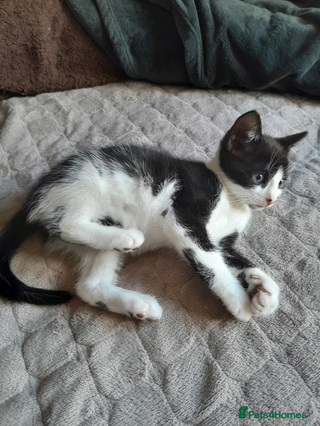 British Longhair cats for sale: Beautiful kitten for sale - Image 1