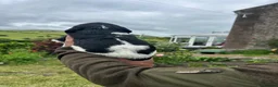 Springador dogs for sale: Springador Puppies - Advert 16