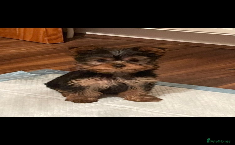 Yorkshire Terrier dogs - Advert 1