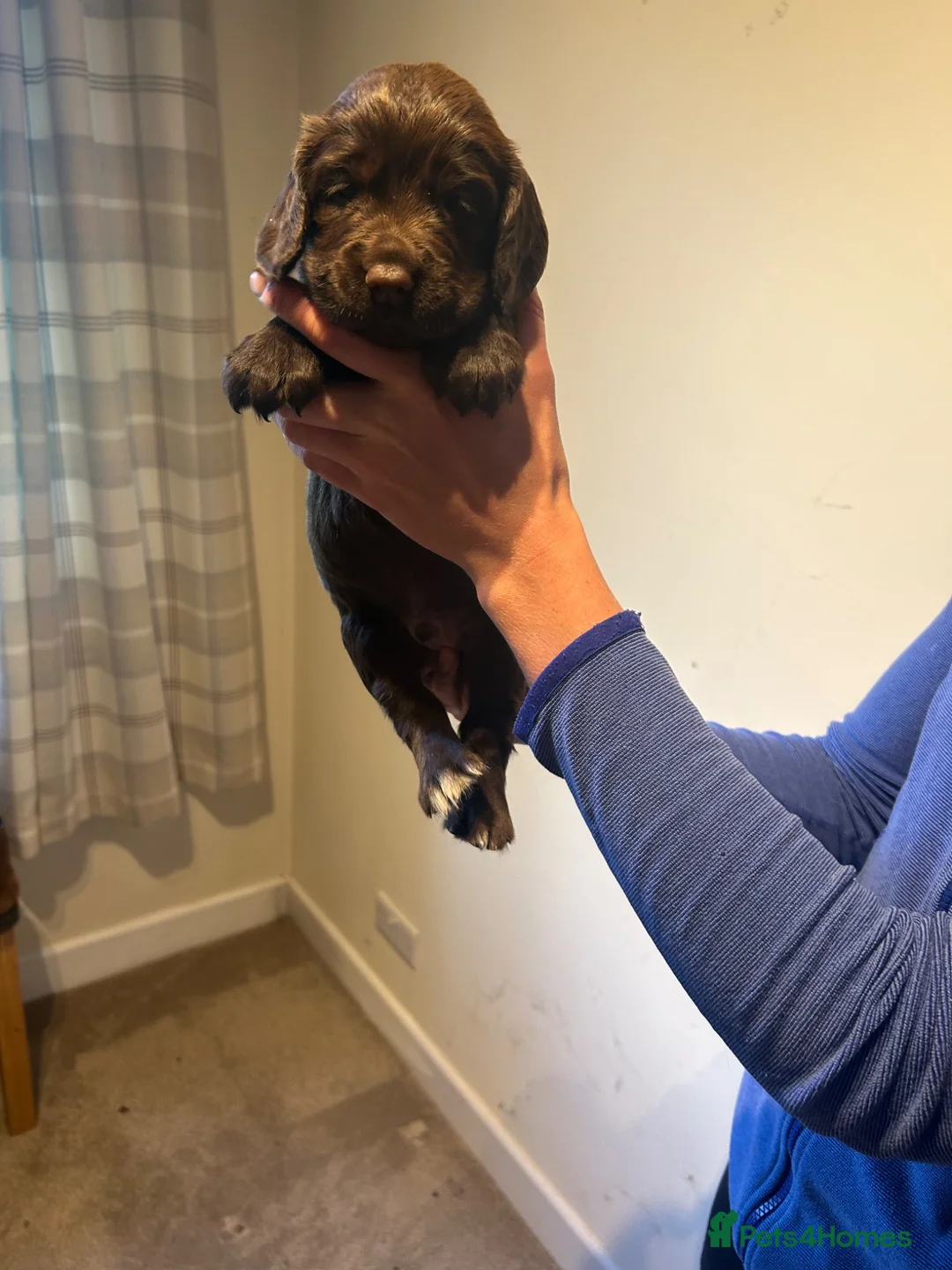 Cocker Spaniel dogs for sale: Working cocker spaniel puppies - Advert 6