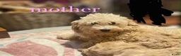 Maltipoo dogs for sale: 🐾our adorable F1 Maltipoo twin puppies🐾 - Advert 7