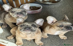 French Bulldog dogs for sale: 2 STUNNING BOY FRENCHIES LEFT…. REDUCED‼️‼️ in Stoke-on-Trent - Image 4