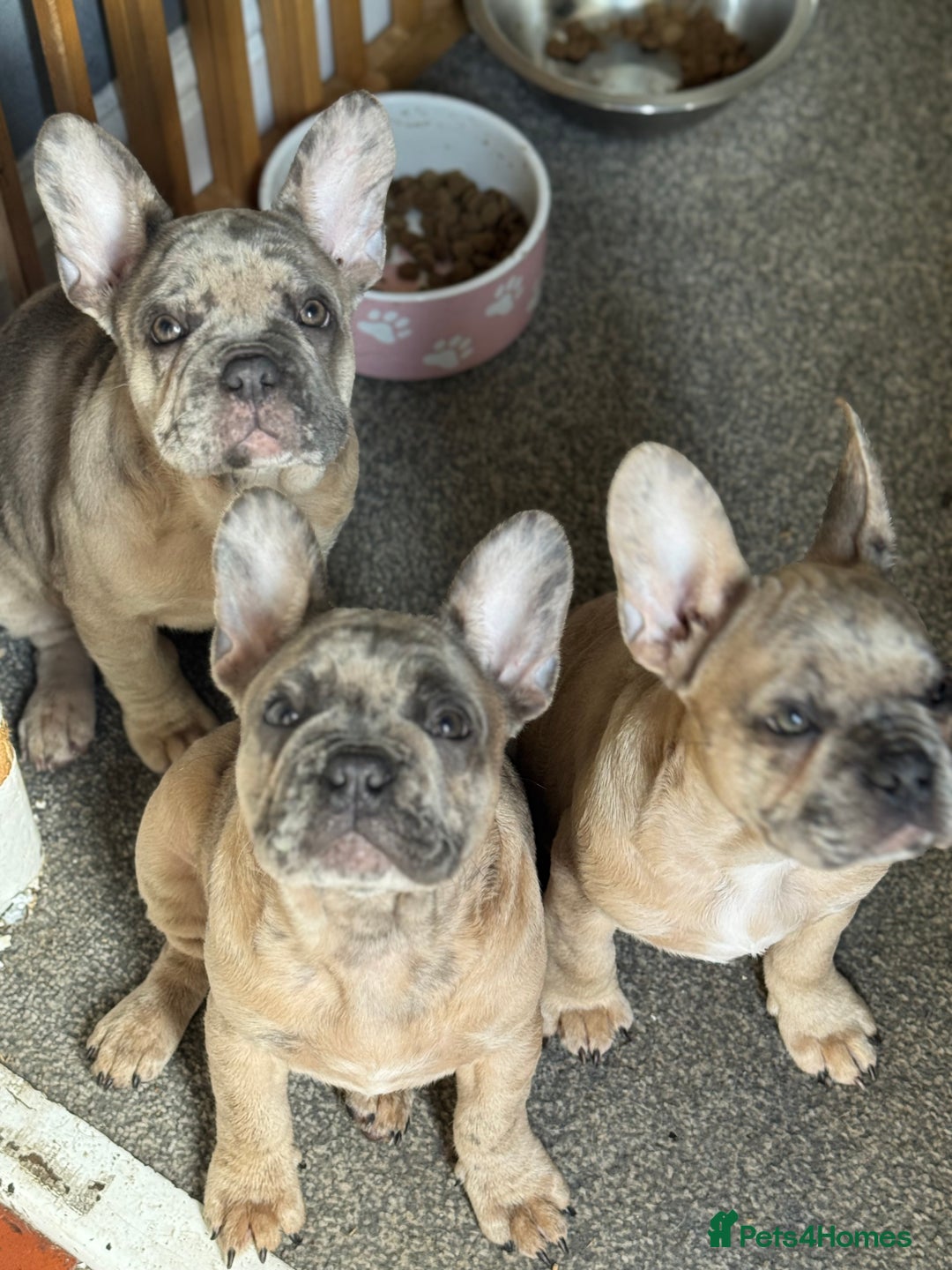 French Bulldog dogs for sale: 2 STUNNING BOY FRENCHIES LEFT…. REDUCED‼️‼️ in Stoke-on-Trent - Image 4