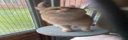 British Shorthair cats for sale: Super Nova Lovely Golden British Boy For Sale  - Advert 4
