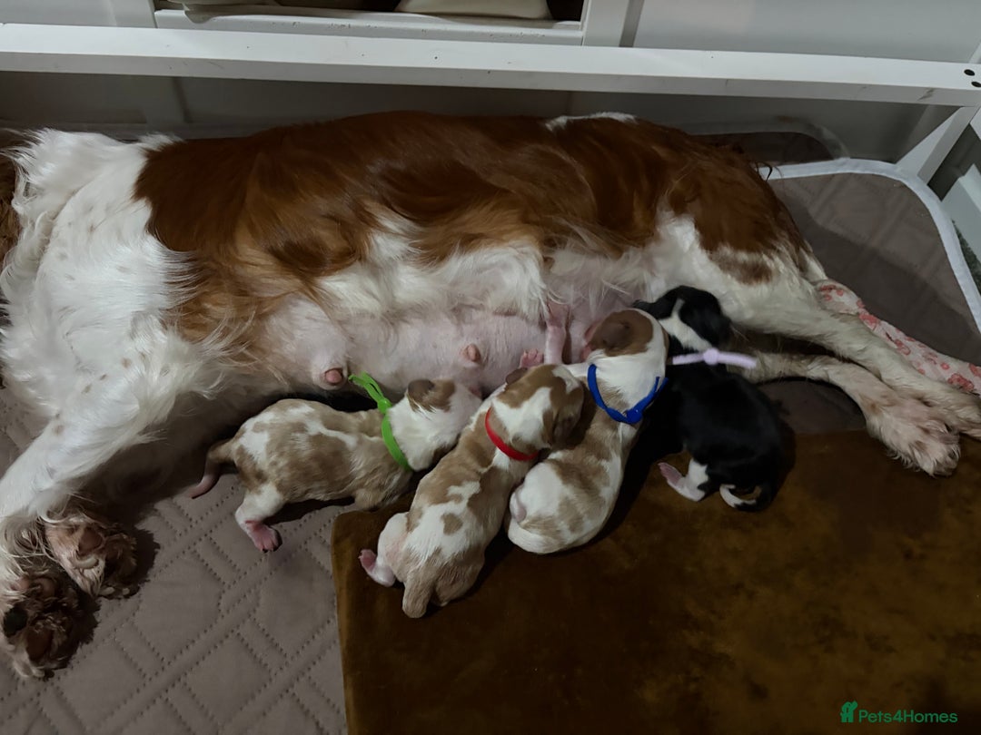 Cavalier King Charles Spaniel dogs for sale: Beautiful KC Registered Cavalier King Charles Pups - Advert 7