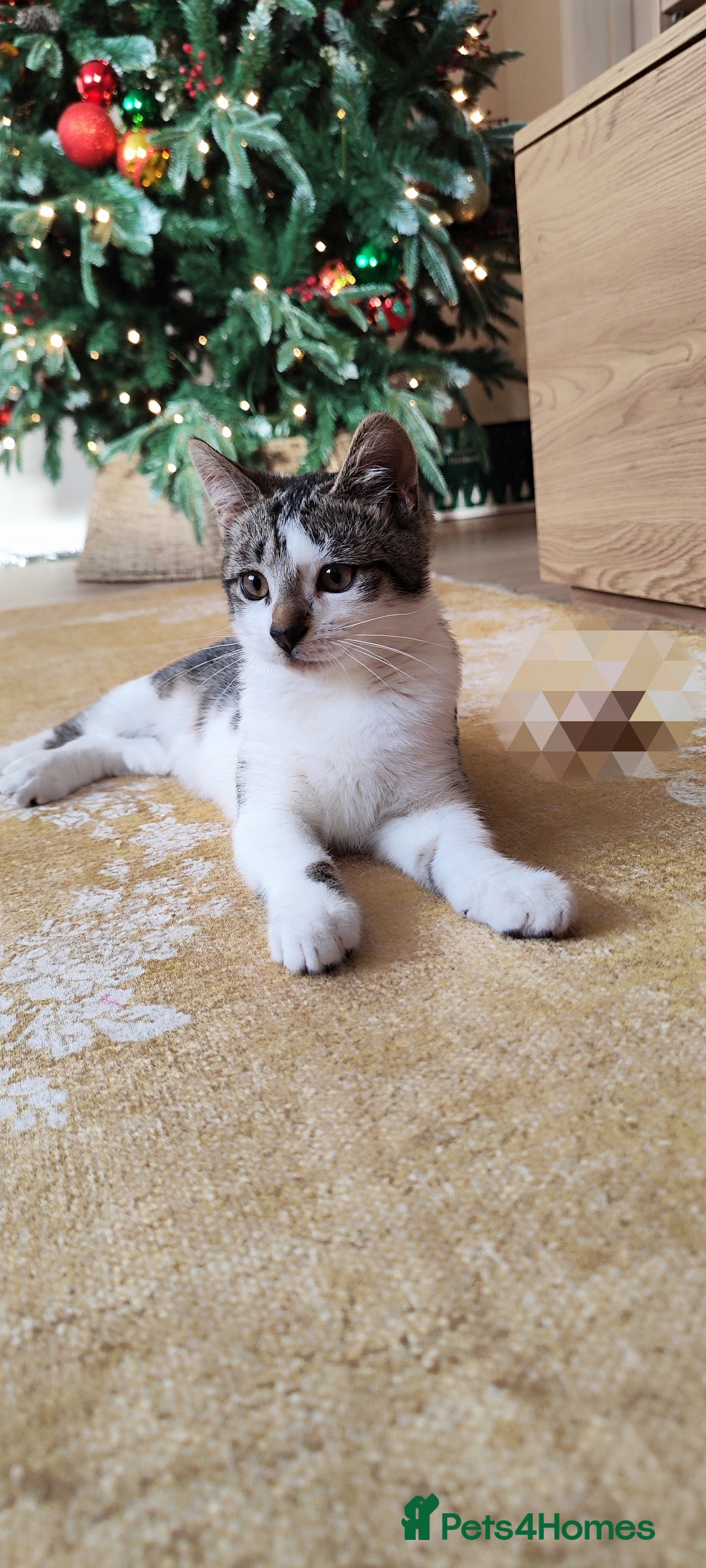 Mixed Breed cats for sale: Kittens 1 male 1 female (vaccinated) - Advert 1