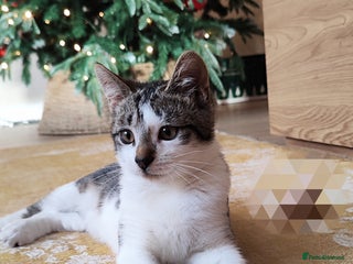 Mixed Breed cats Kittens 1 male 1 female (vaccinated) - Advert 4