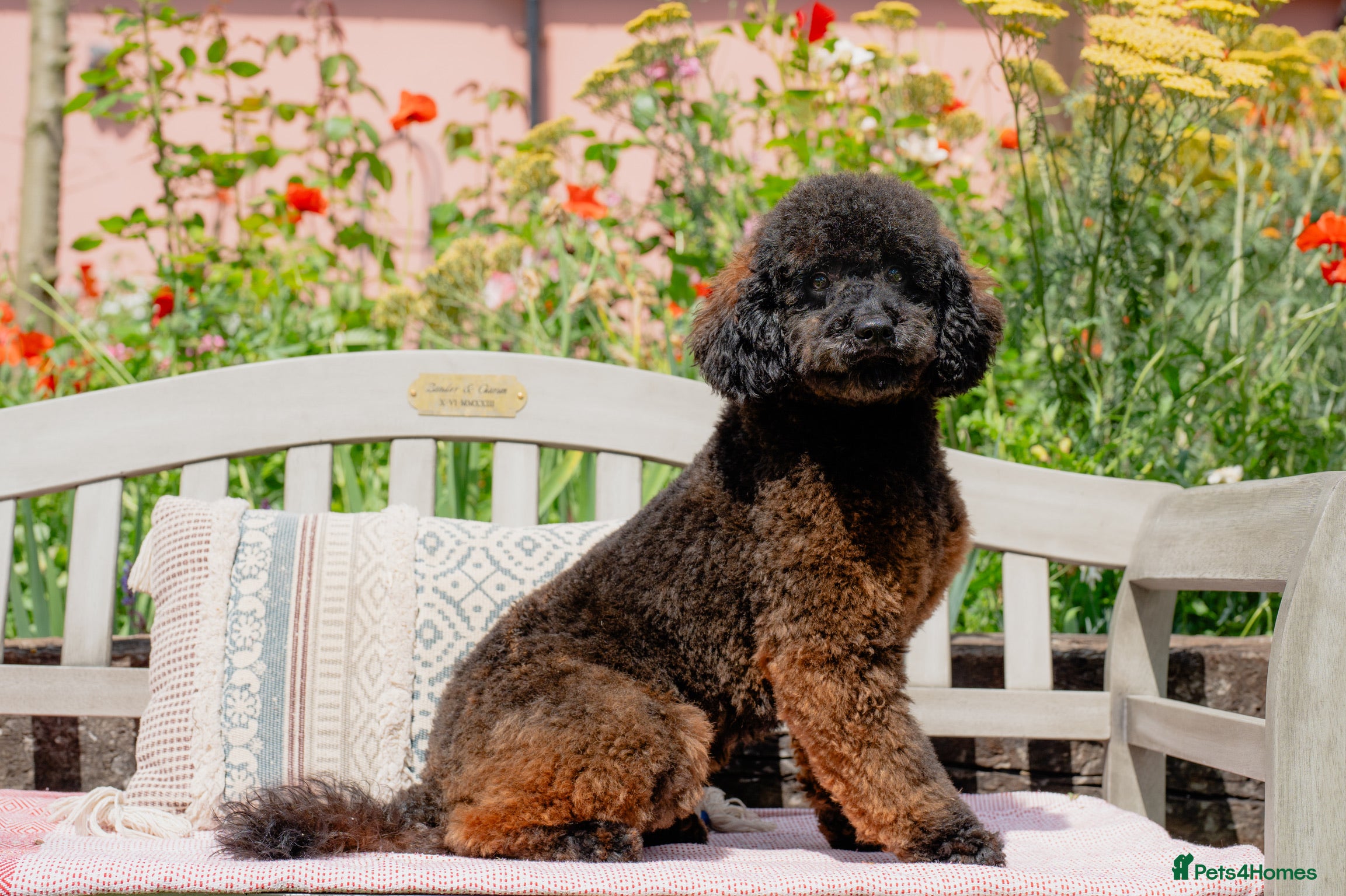 Miniature Poodle dogs KC Agouti Phantom Miniature Poodle for Stud in Bury Saint Edmunds - Advert 13
