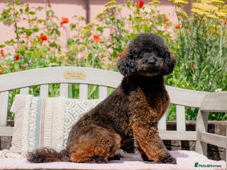 Miniature Poodle dogs KC Agouti Phantom Miniature Poodle for Stud in Bury Saint Edmunds - Advert 22