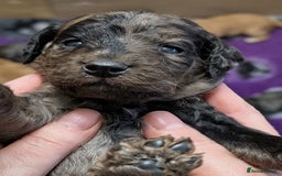 Australian Labradoodle dogs for sale: Adorable Miniature Australian Labradoodle Puppies - Image 8