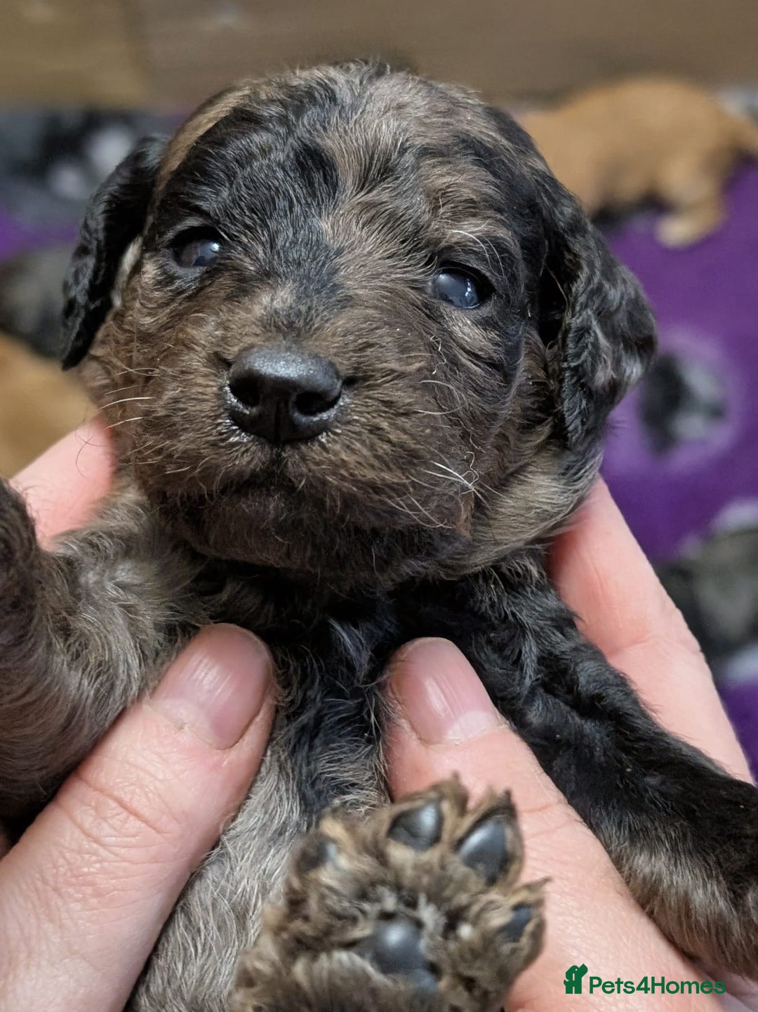 Australian Labradoodle dogs for sale: Adorable Miniature Australian Labradoodle Puppies - Image 8