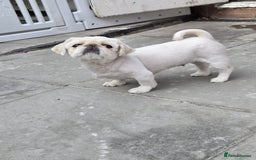 Pekingese dogs for sale: Pekingese female  - Image 1