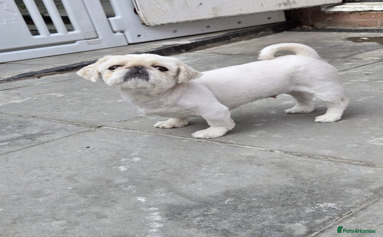 Pekingese dogs - Advert 10