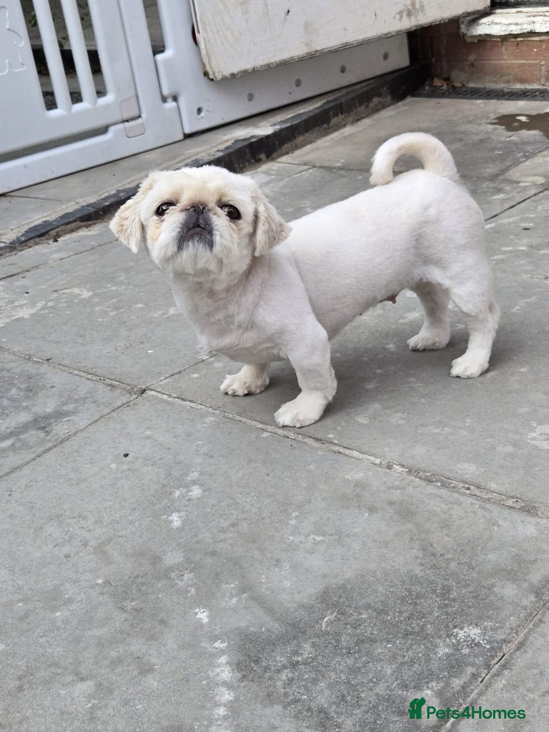 Pekingese dogs for sale: Pekingese female  - Image 1