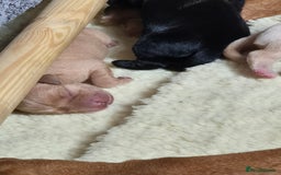 Labrador Retriever dogs for sale: Kc labrador pups available October  - Image 4