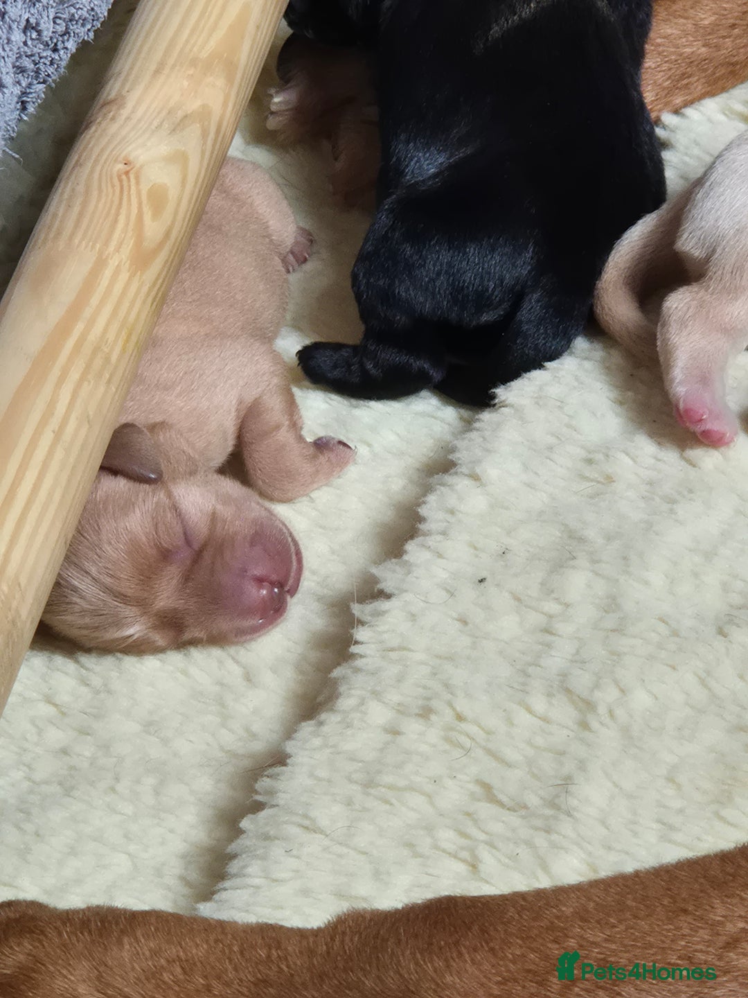 Labrador Retriever dogs for sale: Kc labrador pups available October  - Image 4
