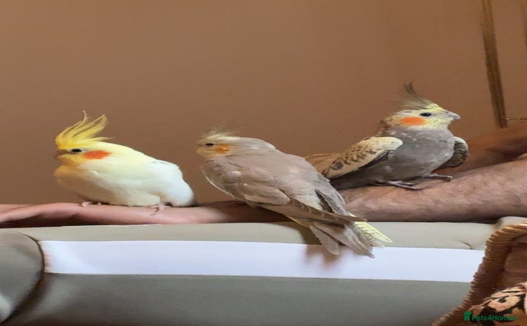 Mixed Breed birds - Advert 4