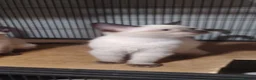 Ragdoll cats for sale: Ragdoll x Siamese kittens - Advert 5