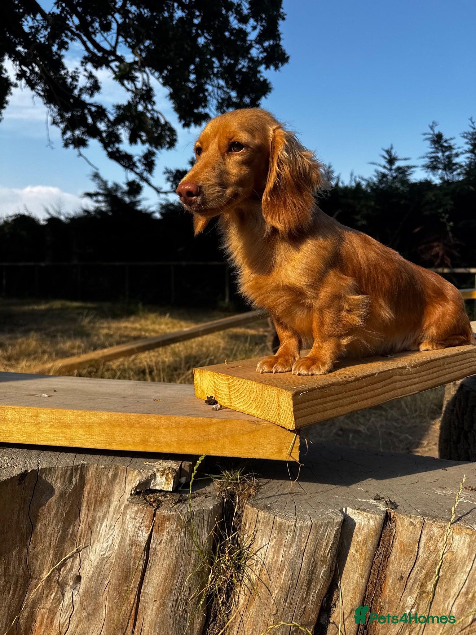 Miniature Dachshund dogs Miniature Dachshund adult girl  - Advert 2