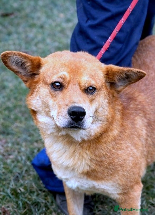 Mixed Breed dogs 🌸 Yumi: soft eyes, gentle heart, pure joy 🐾 - Advert 14