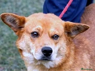 Mixed Breed dogs 🌸 Yumi: soft eyes, gentle heart, pure joy 🐾 - Advert 14