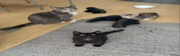 Mixed Breed cats for sale: 2 11 week old kittens - Advert 4