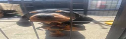 Miniature Dachshund dogs for sale: 4 black & tan miniature dachshund puppies. - Advert 4