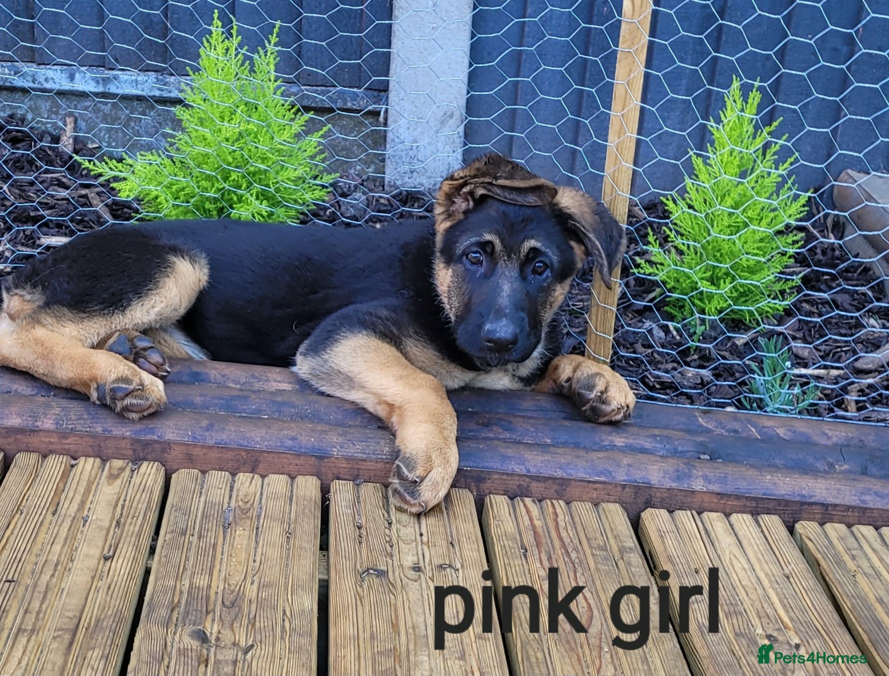 German Shepherd dogs 4 generation German shepard (shorthair) - Advert 4