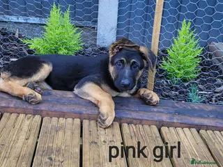 German Shepherd dogs 4 generation German shepard (shorthair) - Advert 4