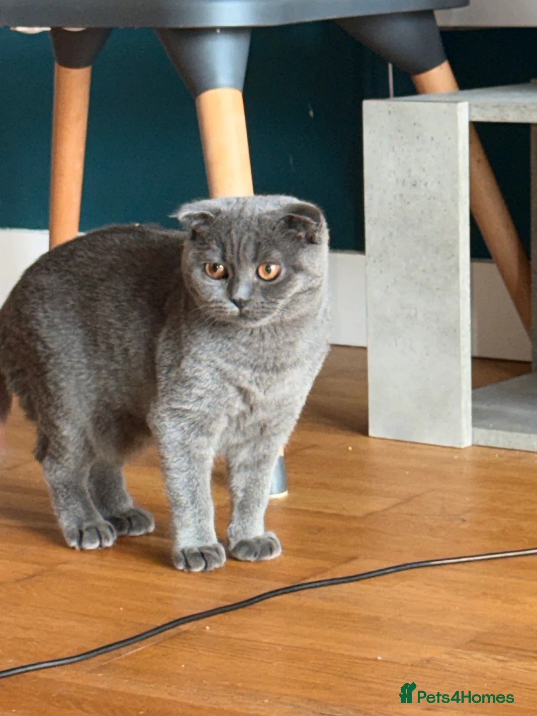 Scottish Fold cats for sale: ***REDUCED*** SCOTTISH FOLD KITTENS  - Advert 2