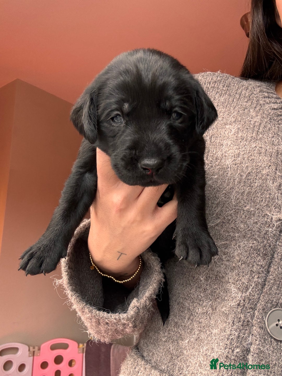 Labrador Retriever dogs for sale: Beautiful KC Labs / DRAKESHEAD - 1 BOY LEFT! - Advert 28