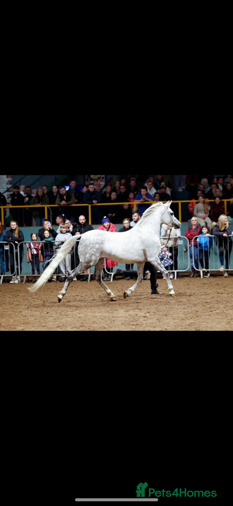 Arabian horse horses Grey Arab Gelding  - Advert 1