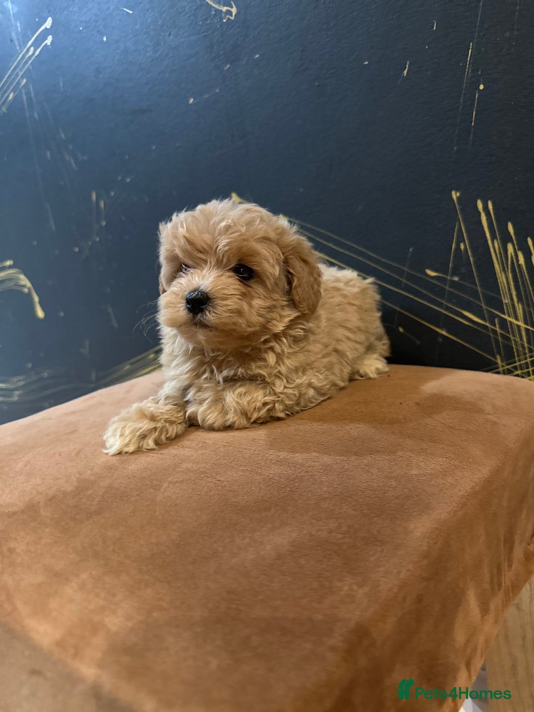 Maltipoo dogs for sale: Gourgeous toy maltipoo puppies❤️ - Image 11