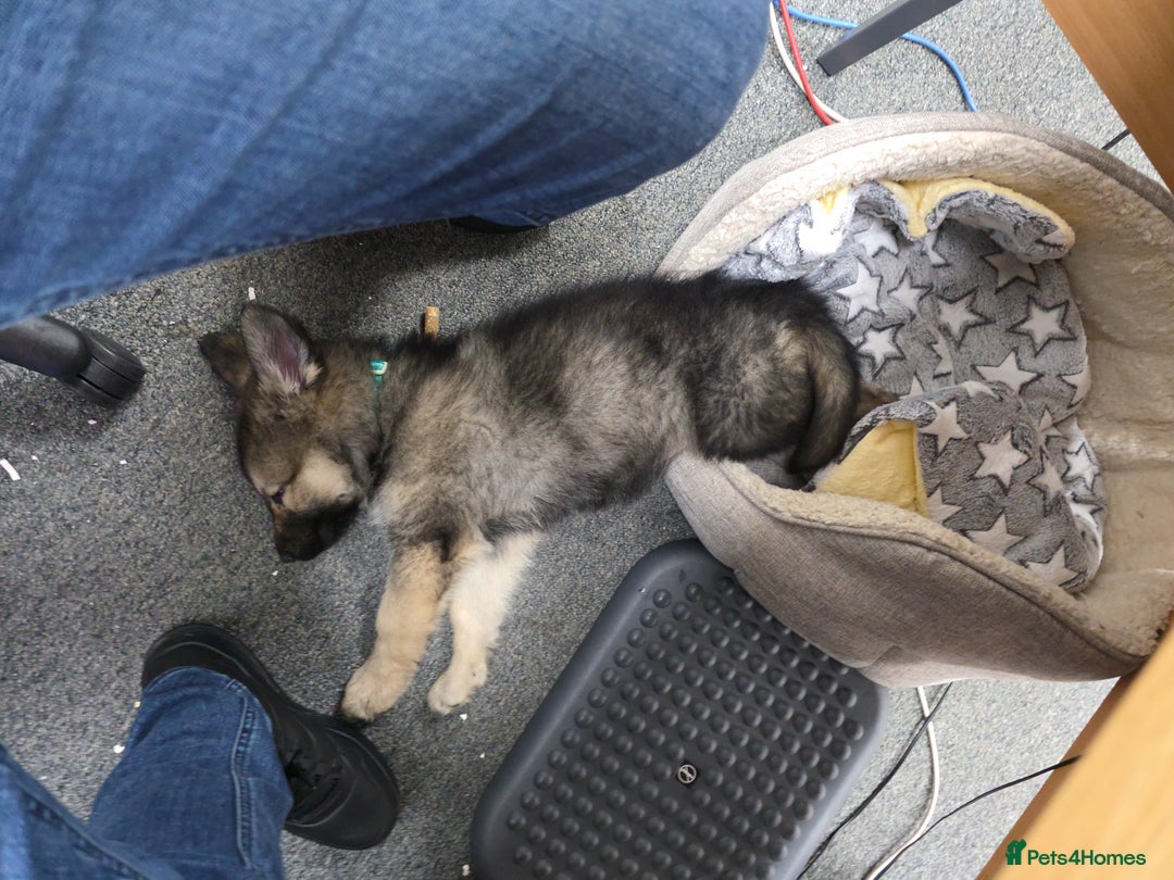 German Shepherd dogs for sale: German Shepered Longhaired Girl Large - Advert 6