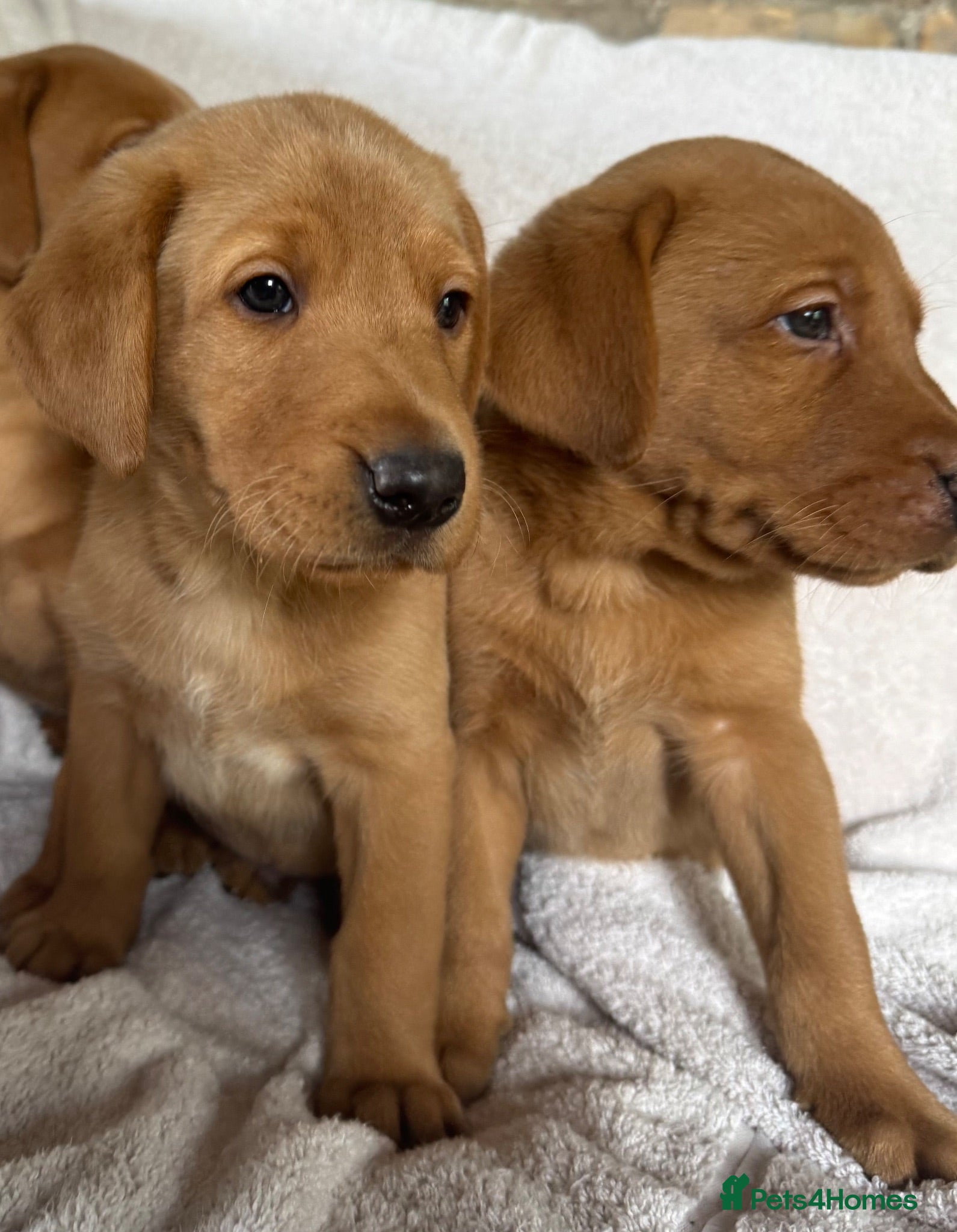 Labrador Retriever dogs Fox red Labrador - Advert 1