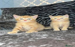 Mixed Breed cats for sale: British shorthair x kittens ready to leave mum!  - Image 2